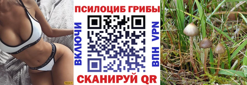 цена Новая Ладога Псилоцибиновые грибы Cubensis
